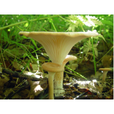 Мицелий Говорушки ворончатой (Clitocybe gibba)